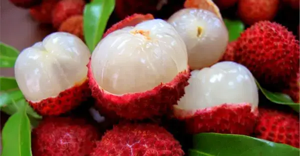 পত্রিকা