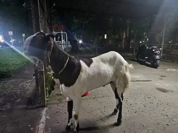পত্রিকা