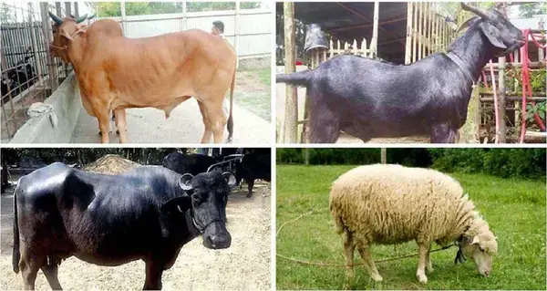 পত্রিকা