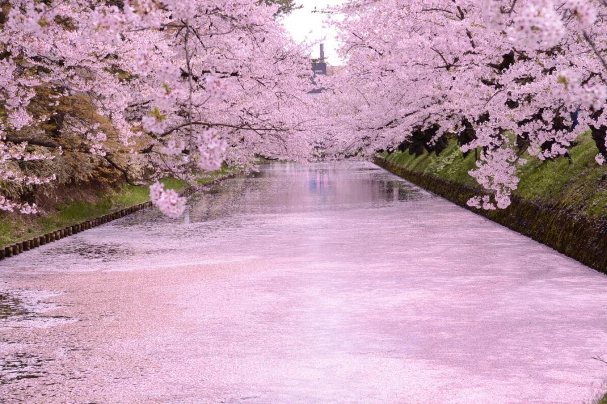 এক মিনিটে হারিয়ে যান জাপানের বসন্তে-চেরি ব্লসম ফেস্টিভ্যালের ম্যাজিক!