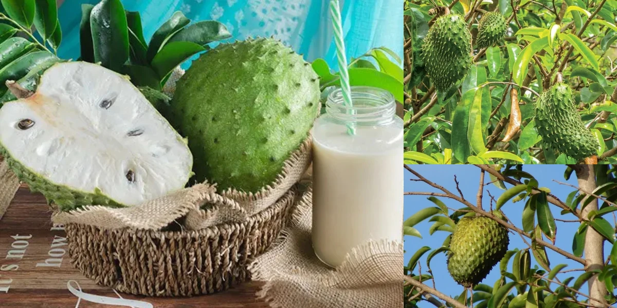 পত্রিকা