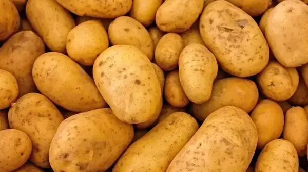 পত্রিকা