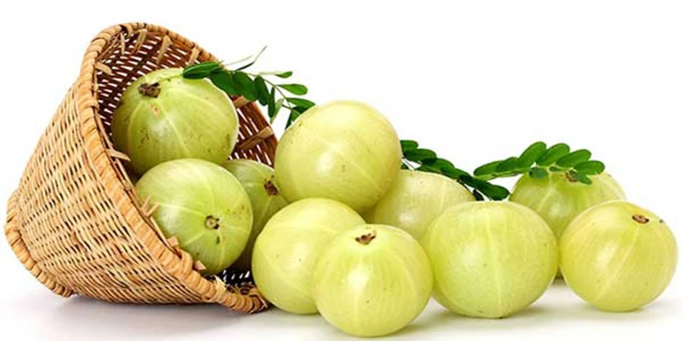 মাত্র একটি আমলকীর এত গুণ!জানলে অবাক হয়ে যাবেন