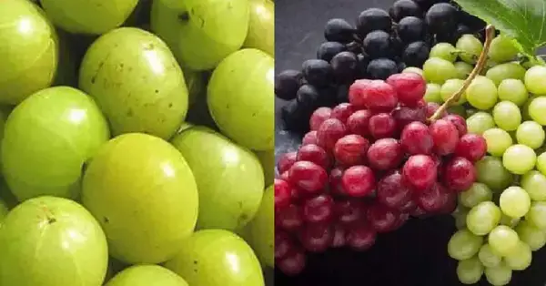 পত্রিকা