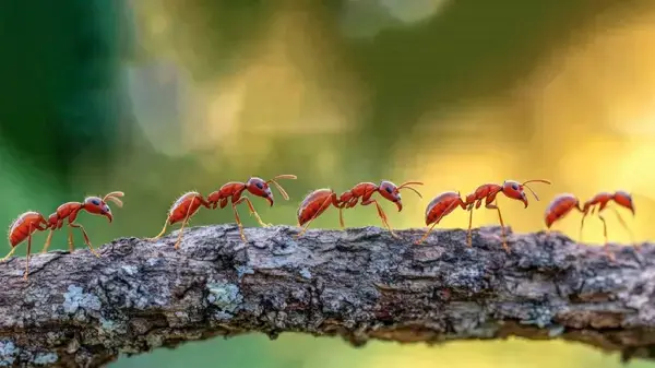 পত্রিকা