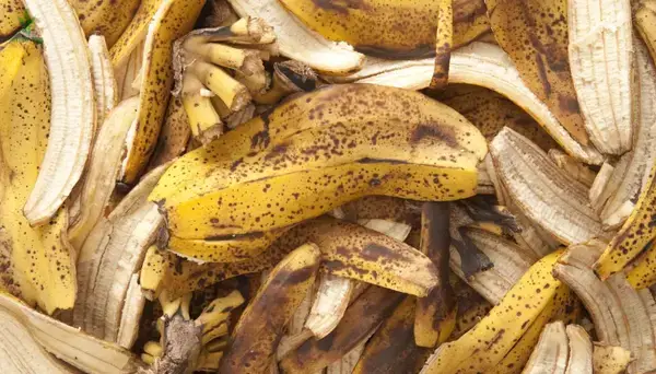 পত্রিকা