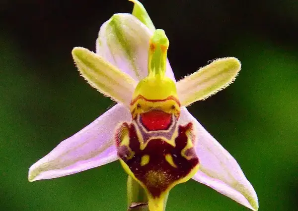 অর্কিডের চক্রে পড়ে মৌমাছি যখন যৌন প্রতারণার শিকার হয়-অবাক করা ঘটনা!