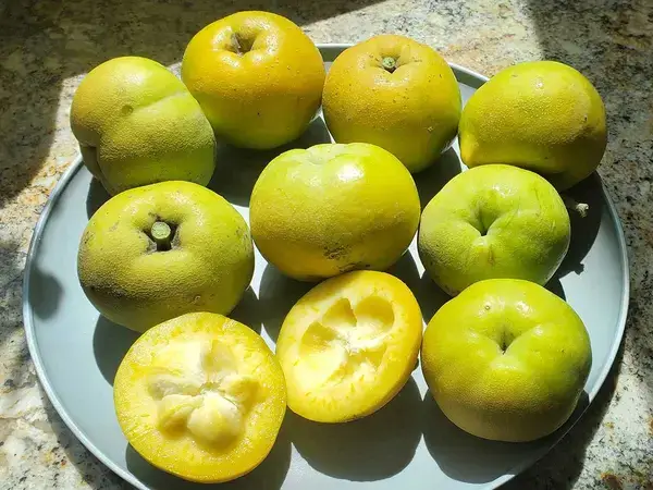 ঘুম এবং স্নায়ুর স্বস্তি চাচ্ছেন? হোয়াইট সাপোটে খেলে নিমিশেই পাবেন অদ্ভুত প্রাকৃতিক শান্তি!