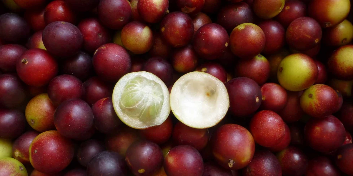 পত্রিকা