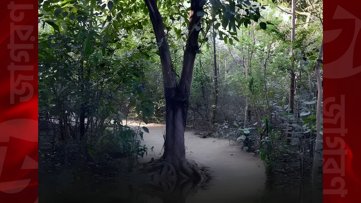 পত্রিকা