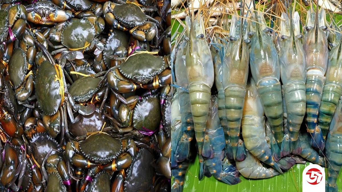 হাড় ছাড়াই কীভাবে বেঁচে থাকে চিংড়ি ও কাঁকড়া? জানুন!