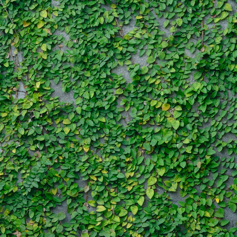 ক্রিপিং ফিগ: দেয়ালে লেগে থাকা এই গাছটা কি নীরবে বাতাস শুষে নিচ্ছে?