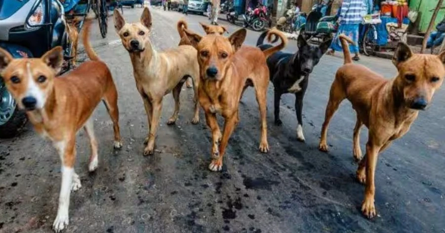 কুকুরের কামড়ে একই গ্রামের শিশুসহ ১২ জন আহত