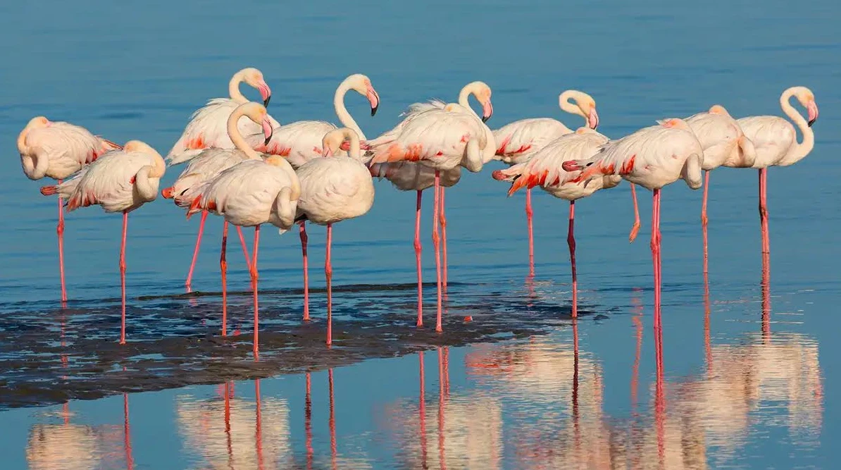 পত্রিকা