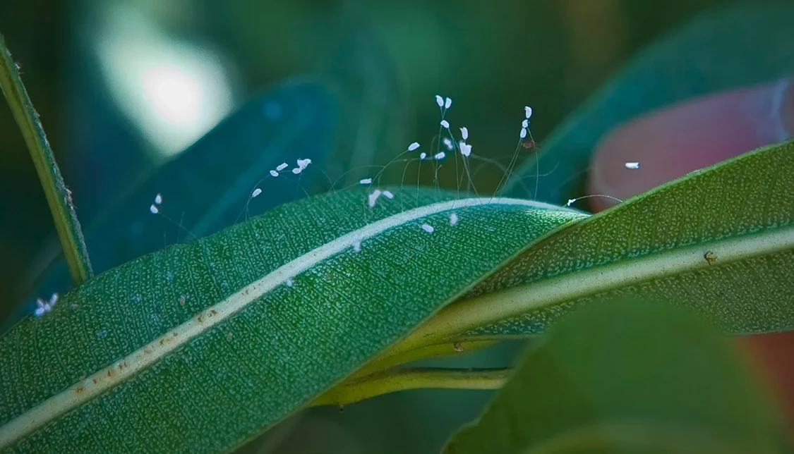ইউতান পোলুও, ৩,০০০ বছরে একবার ফোটা সেই রহস্যময় ফুলের সত্যতা উন্মোচন!