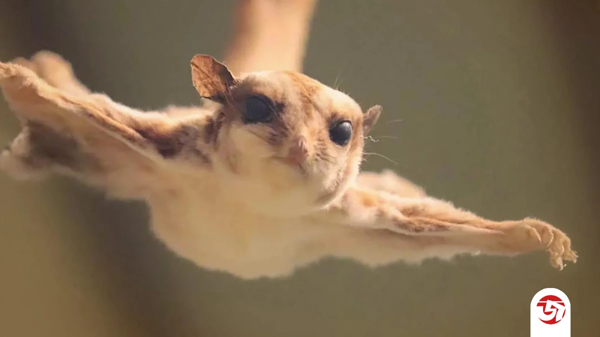 উড়ুক্কু কাঠবিড়ালি কি সত্যিই উড়তে পারে?জানুন অবাক করা তথ্য!