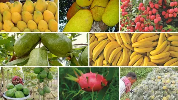 মৌসুমি ফল সংরক্ষণে আধুনিক কোল্ড স্টোরেজ