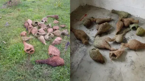 পত্রিকা