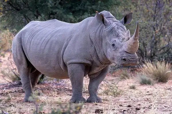 আজ বিশ্ব গন্ডার দিবস