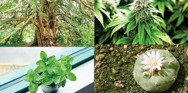 কেন কেউ ধীরে, কেউ দৌড়ে বাড়ে?-গাছের বৃদ্ধির রহস্য উদ্ঘাটন করল বিজ্ঞান