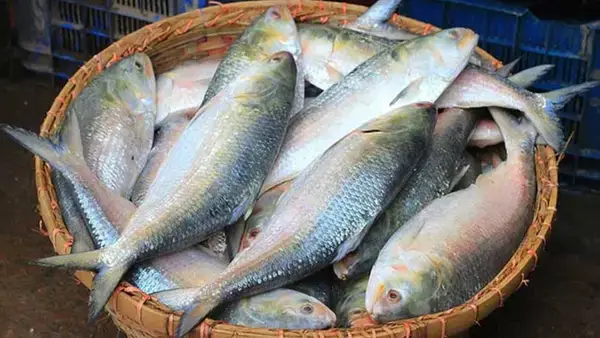 পত্রিকা