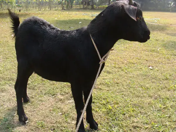 পত্রিকা