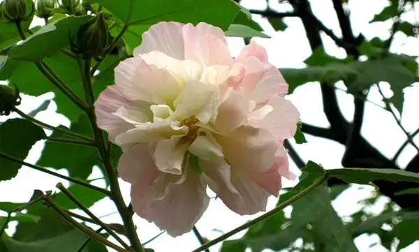 পত্রিকা