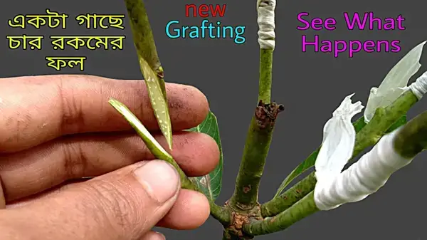 গোপন কৃষি কৌশল-যা জানলেই এক গাছেই মিলবে ভিন্ন ভিন্ন ফলের স্বাদ
