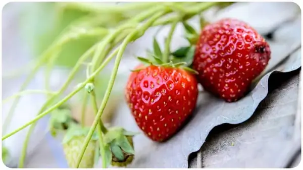 পলিহাউসে স্ট্রবেরি চাষ: প্রযুক্তি আর পরিকল্পনায় বদলে যাচ্ছে ফলের খামারের চেহারা