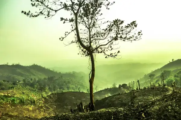 পত্রিকা