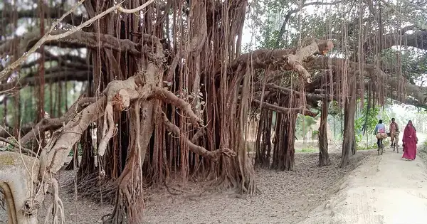 পত্রিকা