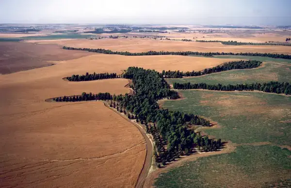 মরুভূমি থেকে বন বানানো-কীভাবে মরুভূমি থেকে বন ও ফসল জন্মাচ্ছে ইসরায়েলের নতুন প্রযুক্তি!