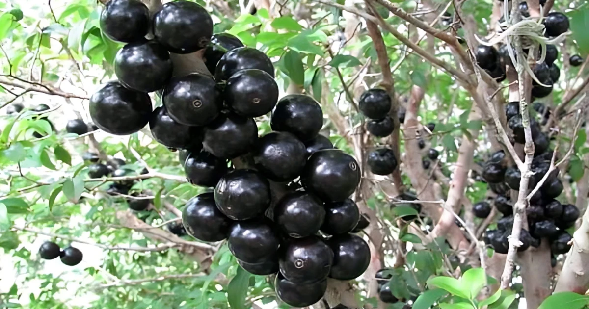 পত্রিকা