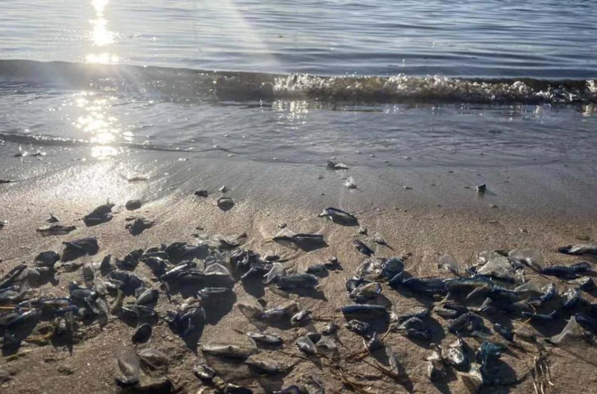 জেলিফিশের হিংস্র দখলে দ্বীপ! পর্যটকদের জন্য জরুরি সতর্কবার্তা