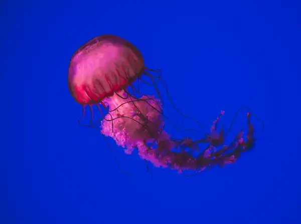 জেলিফিশের দেহে লুকানো অমরত্বের কোড-বিজ্ঞানের এক অমীমাংসিত প্রশ্ন!