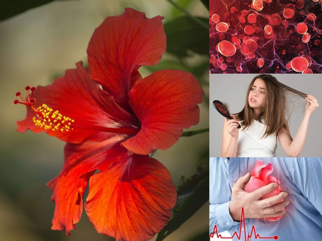 পত্রিকা