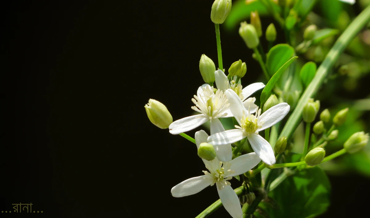 পত্রিকা