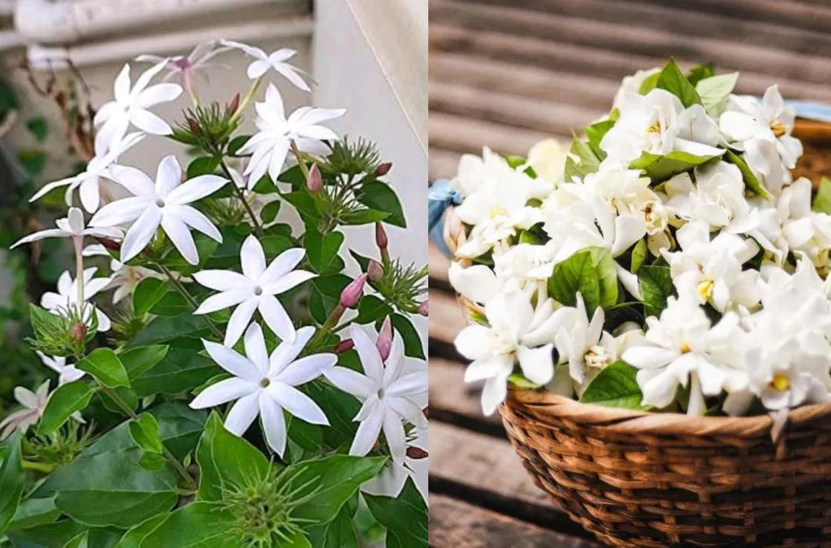 পত্রিকা