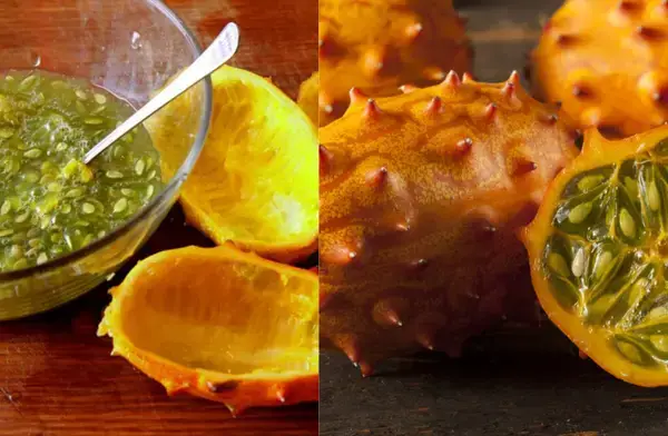 পত্রিকা