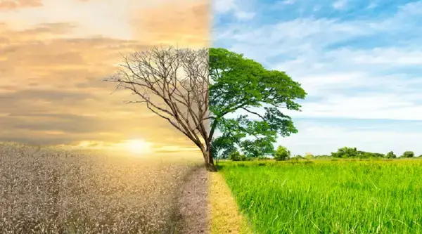 পত্রিকা