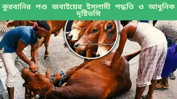 কুরবানির পশু জবাইয়ের ইসলামী পদ্ধতি ও আধুনিক দৃষ্টিভঙ্গি