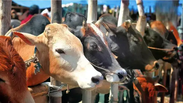 কুরবানির নিয়ত ও দোয়া: কিভাবে করতে হয়