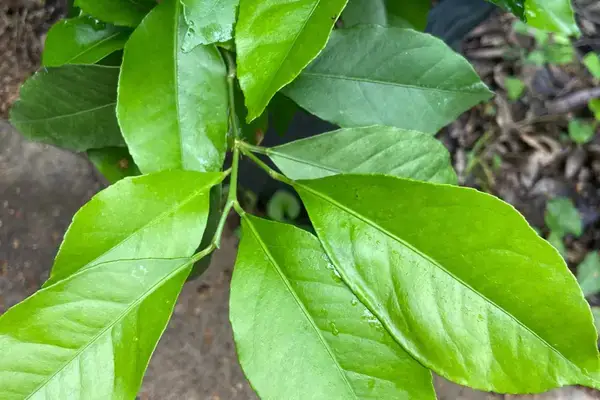 যে পাতাটি বর্জন করছেন, সেটাই হতে পারে  আপনার স্বাস্থ্যরক্ষার গোপন অস্ত্র!