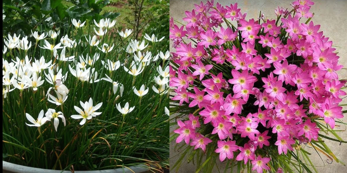 পত্রিকা