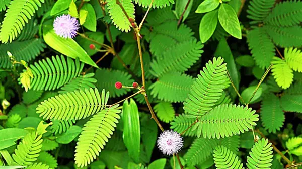 পত্রিকা