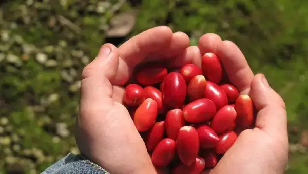 পত্রিকা