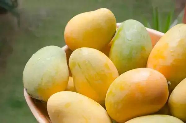 পত্রিকা