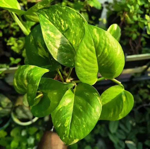 পত্রিকা