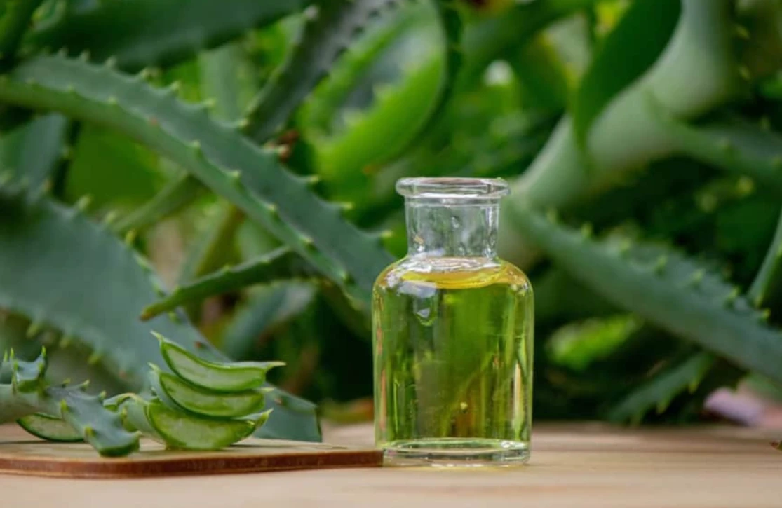 পত্রিকা