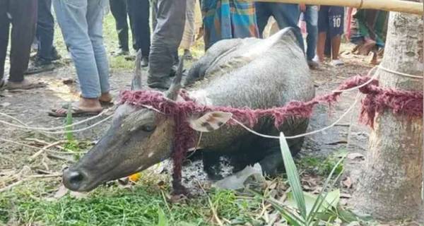 নাটোরে বিরল প্রজাতির নীলগাই উদ্ধার